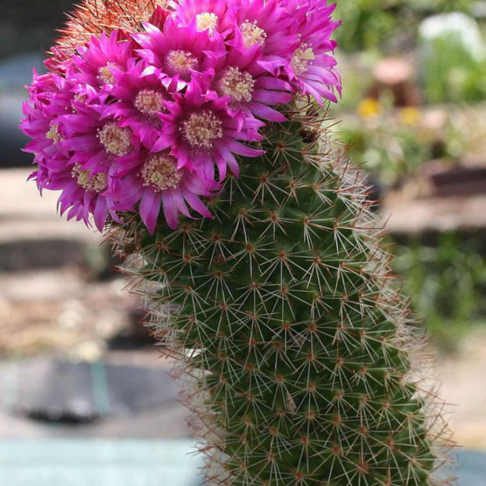 Фото кактуса. Маммиллярия Бакеберга. Маммиллярия Бакеберга Mammillaria backebergiana. Кактус Маммиллярия backebergiana. Эхинопсис Маммиллярия.